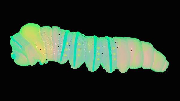 a rotating GIF of a green and peach colored transparent glowing caterpillar